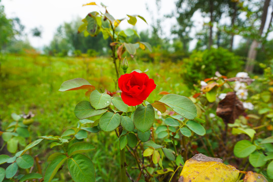 红色月季花