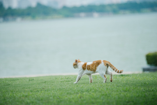 花猫