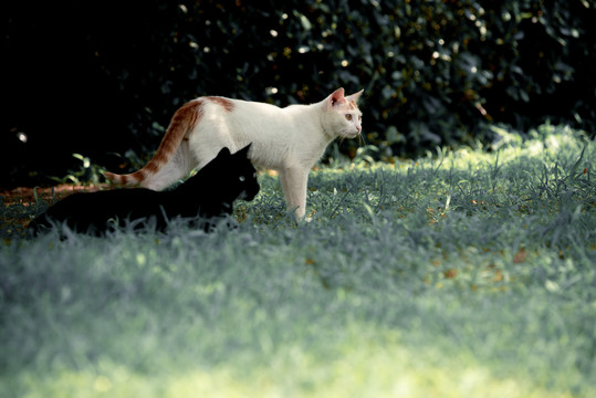 花猫