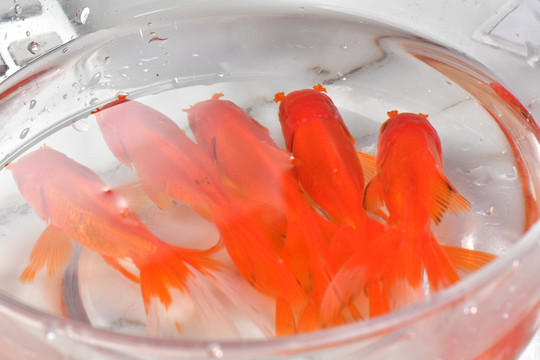 觀賞魚