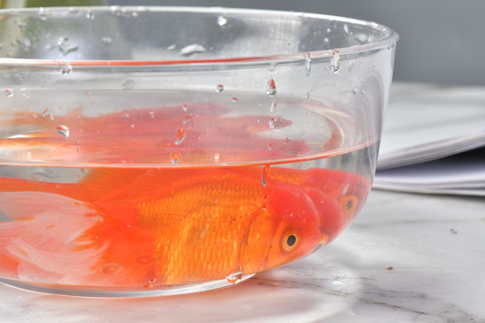 觀賞魚
