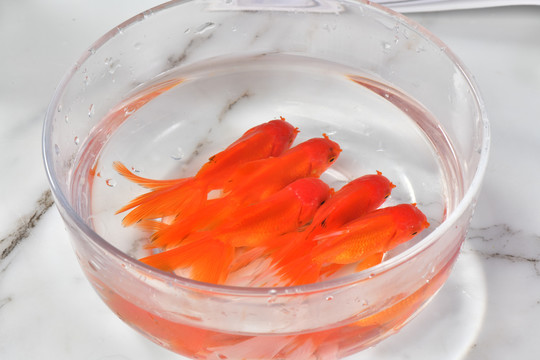 觀賞魚