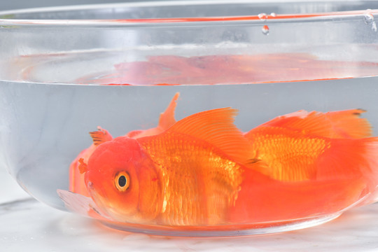 觀賞魚