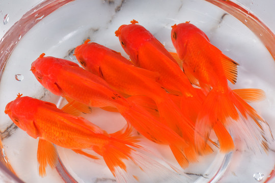 觀賞魚