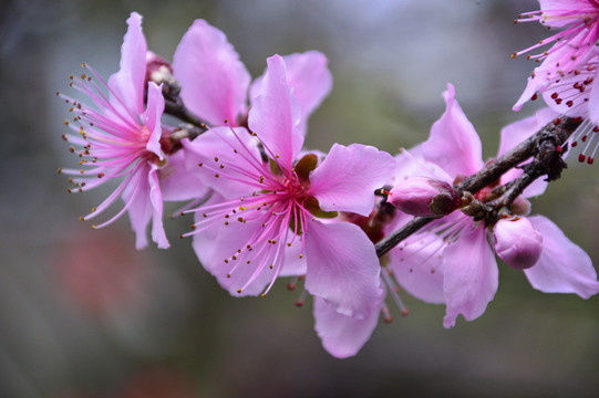 桃花