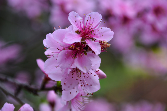 桃花