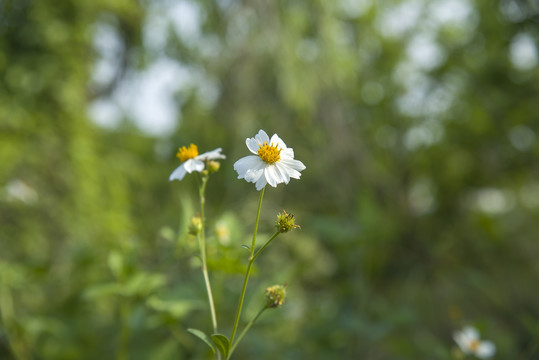 鬼针草鬼菊