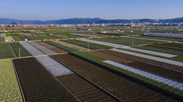 蔬菜生产基地