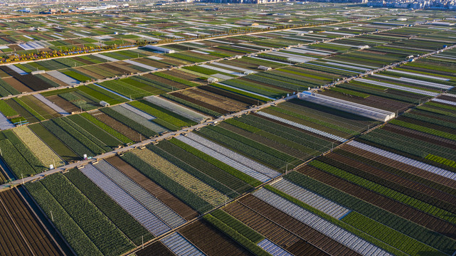 蔬菜生产基地