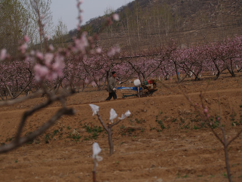 桃花林中农民耕地