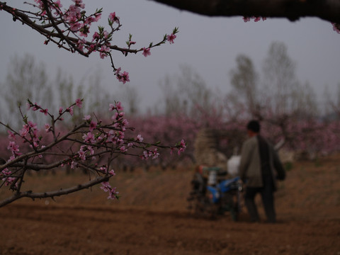 桃花林中农民耕地