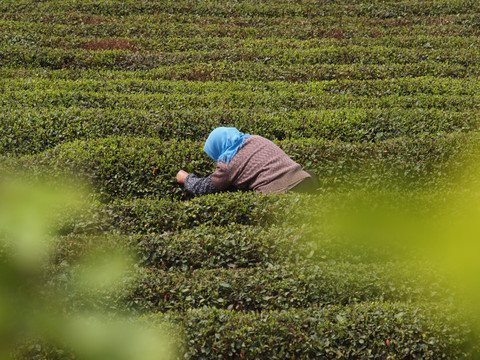 茶园采茶原生态非摆拍