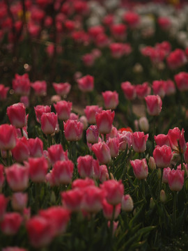 郁金香花海