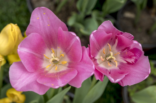 郁金香花蕊