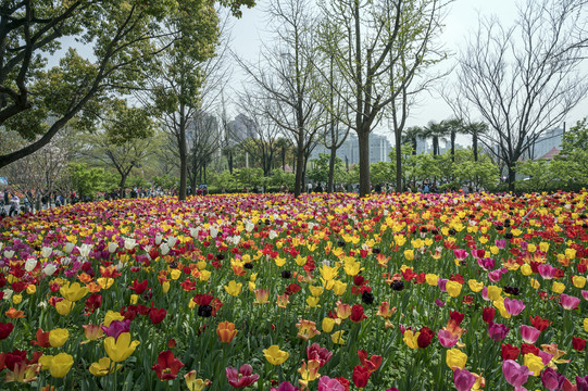 郁金香花园