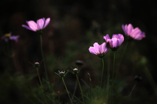 格桑花