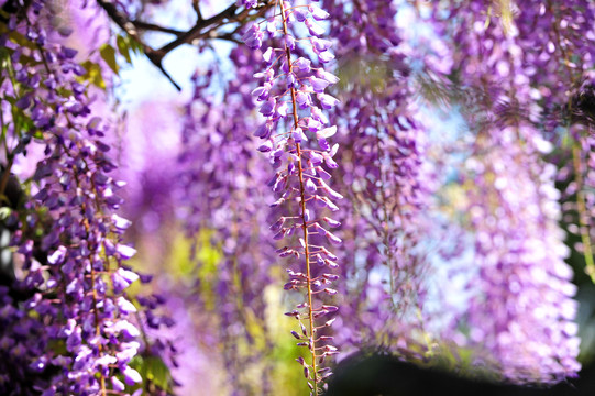 庭院紫藤花