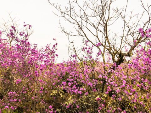 枯树杜鹃花