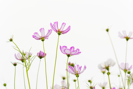 格桑花唯美图片