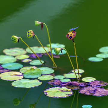 荷花莲蓬蜻蜓