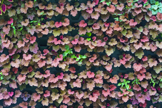 红叶植物背景墙