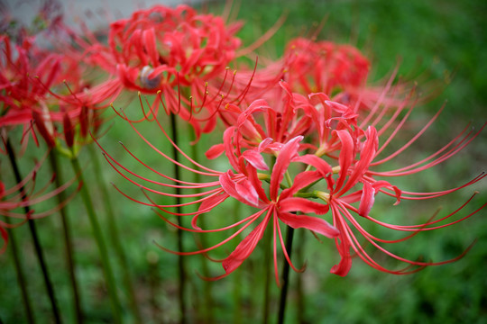 彼岸花石蒜花