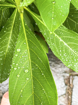 绿叶雨水