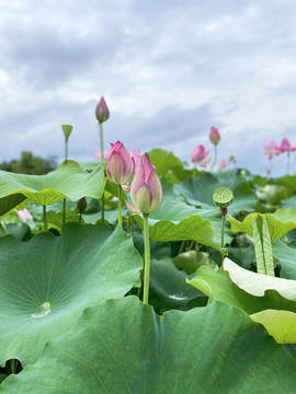 荷花池