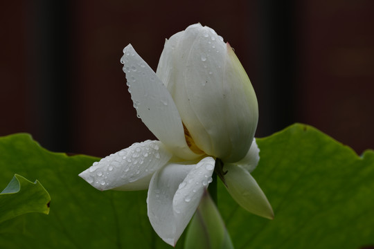 雨后荷花