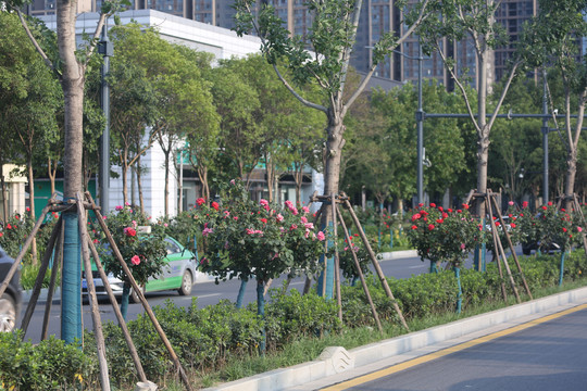 城市道路绿化带