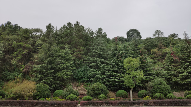 山丘植被