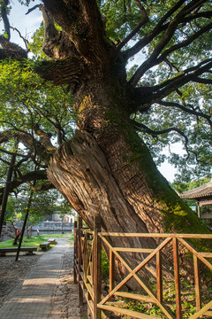 千年香樟树