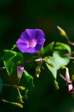 牵牛花