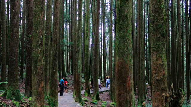 阿里山森林