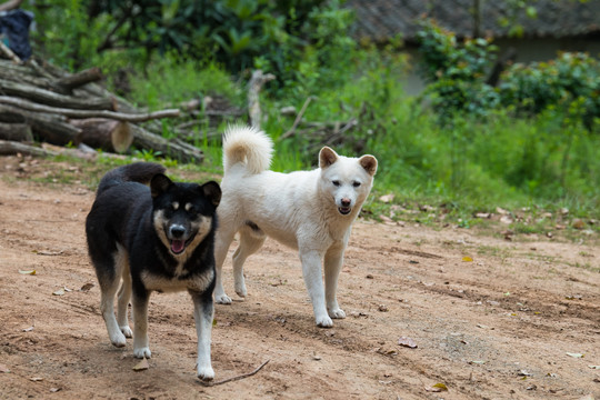 田园犬