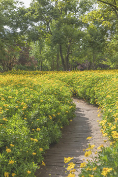 美兰菊与蜿蜒小路