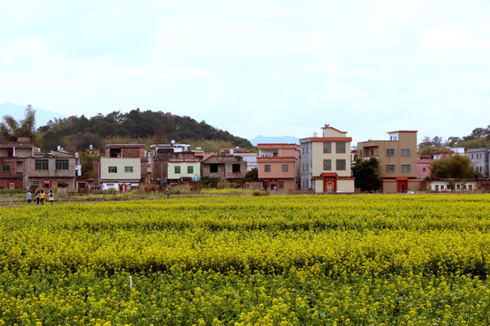 油菜花