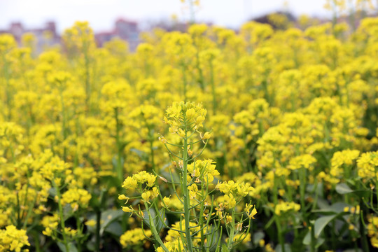 油菜花