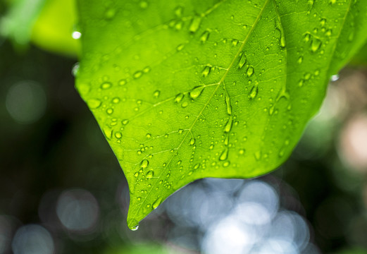 有水珠的绿叶