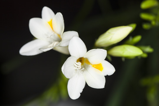 白色香雪兰花