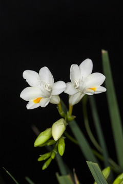 白色香雪兰花