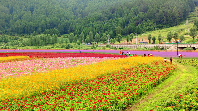 花海