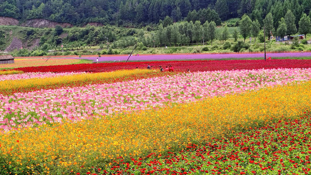 花海