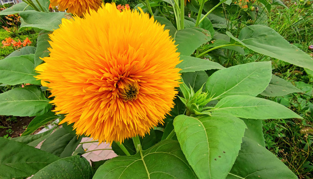 太阳花