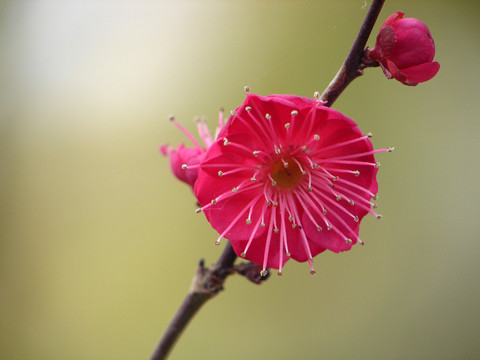 美丽的朱砂梅花朵