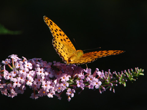 一只吸食花粉的斐豹蛱蝶