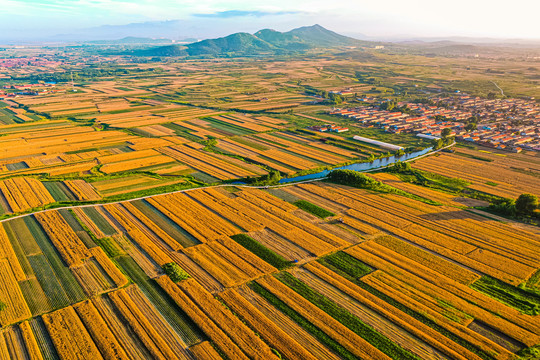 山东小麦