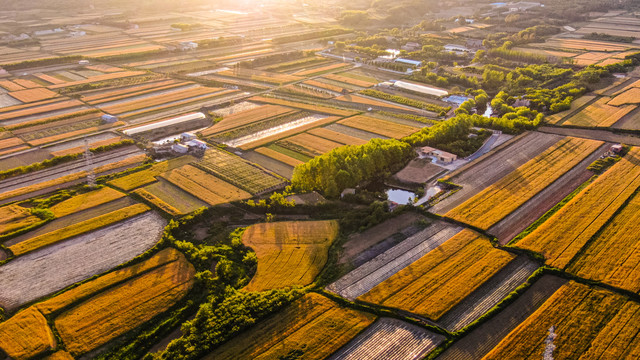 小麦收割