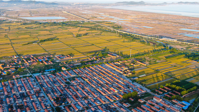 山东小麦