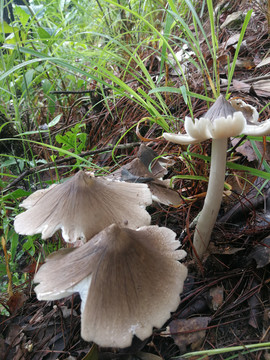 云南野生菌鸡枞菌